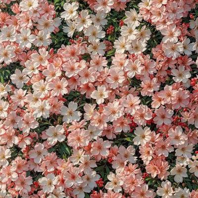 🧚‍♀️تـنـة ♡ وࢪنـة🧚‍♀️