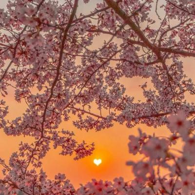حور 🌸